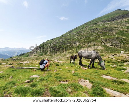 Woman in the mountains taking photographs of the foal horse standing in the meadow in green grass