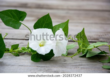 Bindweed flower with white buds on a wooden background. Floral background.