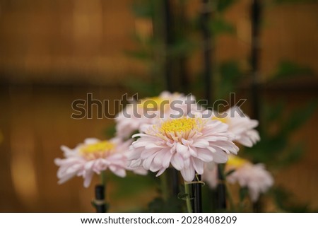 White and Light Cream flowers of Chrysanthemum 'Choji Giku' in full bloom
