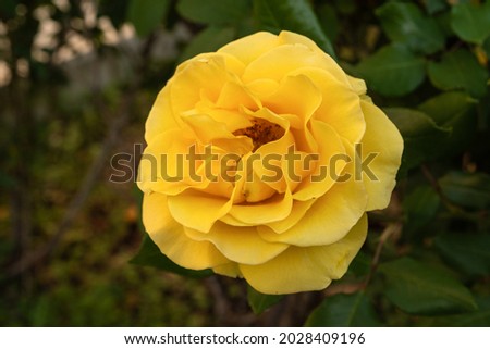 Beautiful yellow single rose with natural green blurred background in Israel

