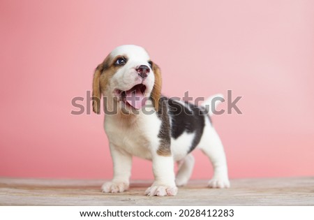 Smile beagle puppy standing on pink background. Adorable dog picture have copy space for advertisement.