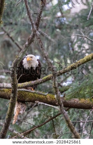 bald eagle perched up on a tree branch with a freshly caught rabbit