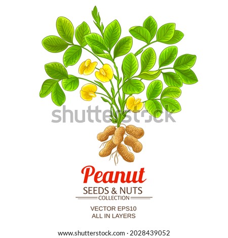 peanut vector illustration on white background Royalty-Free Stock Photo #2028439052