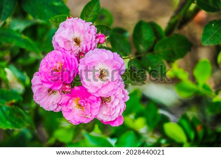 Roses belong to the order Rosales, family Rosaceae. Rose species are generally thorny shrubs or climbing plants that can reach 2 to 5 meters in height. There are various colors in roses.
