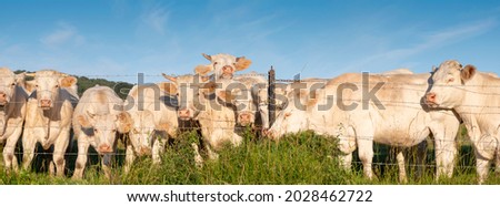 panorama picture of white cows under blue sky in green grassy french meadow