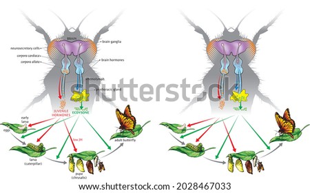 Illustration of how moulting and development are controlled by three main hormones which affect metamorphosis.