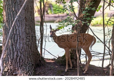 The white tailed deer on the river bank