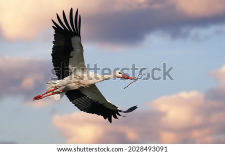 Stork bringing branches to build the nest. Beautiful white stork (Ciconia ciconia) in flight. Migratory bird from Africa spending the winter in Europe (Lugo,  Spain). Colorful wild bird background.  Royalty-Free Stock Photo #2028493091