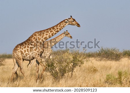 Angolan giraffes (Giraffa camelopardalis angolensis) walking in Savanna at Etosha national park, Namibia, Africa. Royalty-Free Stock Photo #2028509123