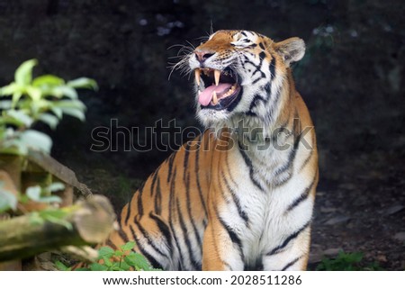 The Siberian tiger (Panthera tigris tigris), also Amur tiger (Panthera tigris altaica) portrait on a dark background. Beautiful male Siberian tiger in warm summer with open mouth. Tiger yawning.