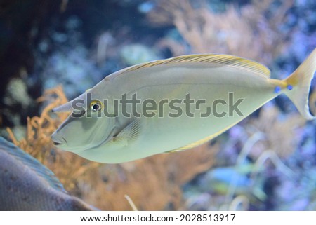 a close up photo of a fish swimming in the aquarium