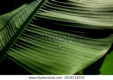 Banana leaf for background and texture , Fresh banana leaf with light green veins. Tropical nature in the forest. The concept of health and protection of the environment. Bright green banana leaf