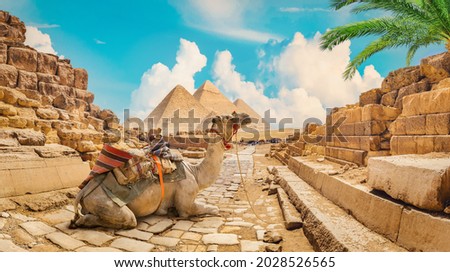 Camel near pyramids in hot desert of Egypt Royalty-Free Stock Photo #2028526565