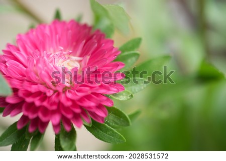 Outdoor small pink cute chrysanthemum flowers