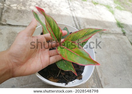 Beautiful house plant called Aglaonema Red Plant photo