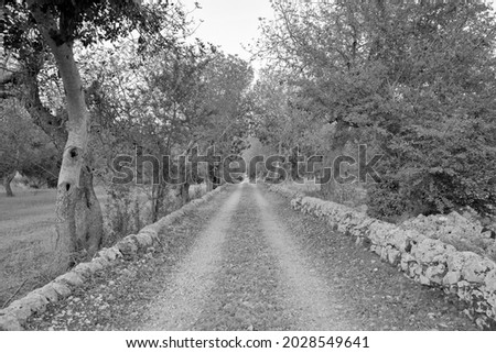 Italy, Sicily, countryside, country road and olive trees