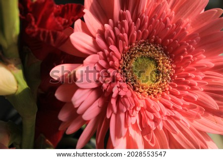 Floral background with red Chrysanthemum flowers petals. Close and cropped view.