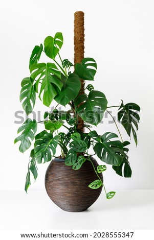Philodendron monstera deliciosa and Monstera Adansonii on a moss pole Royalty-Free Stock Photo #2028555347