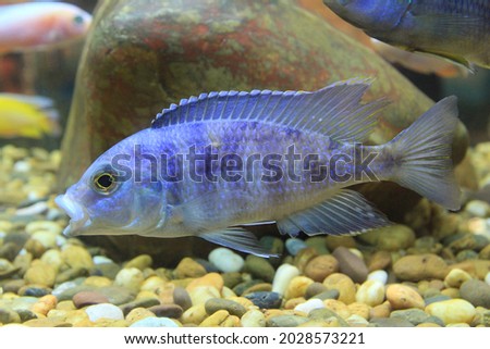 Fancy species of tilapia fish