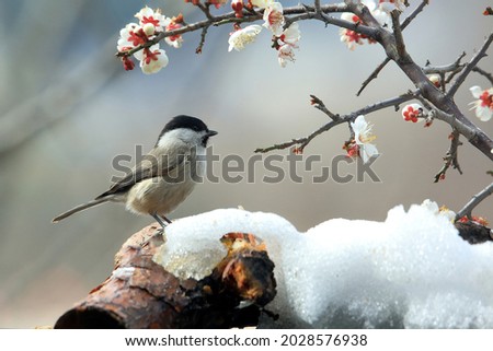 A great tit(titmouse) is sitting on snow with white plum blossom in early spring at Samcheok-si, South Korea 
 Royalty-Free Stock Photo #2028576938