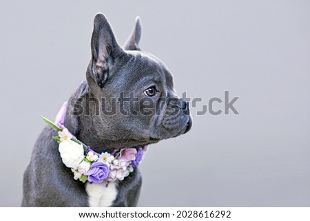 Blue trindle French Bulldog dog with long nose wearing flower collar in front of gray background with copy space