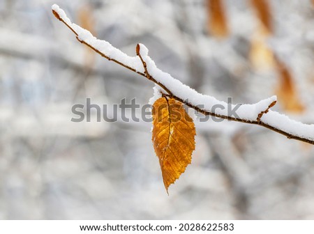 Snow-covered tree branch with dry leaves in the winter forest