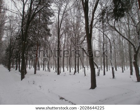 Trees in the snow in the frost in the winter in the park. Nature background