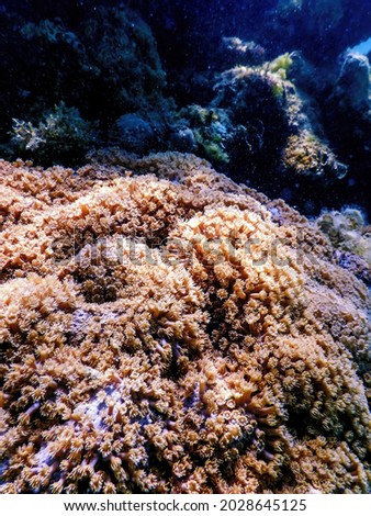 Polyps of the coral, Underwater landscape reef, Blue underwater background