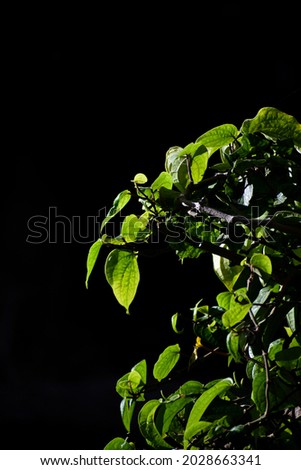 plants in black background in rainy season, in natural habitat,