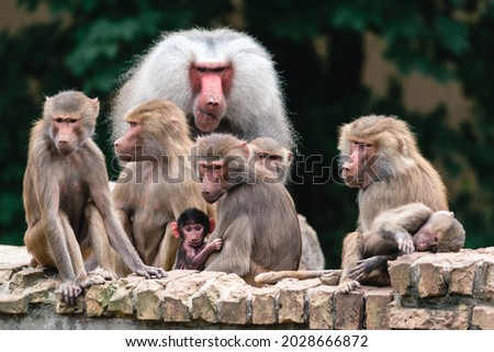 Beautiful big Baboon and his family on soft background