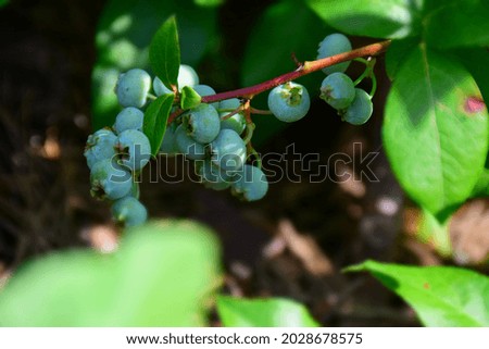 Branch of unripe blueberry in the garden. Stock Photo