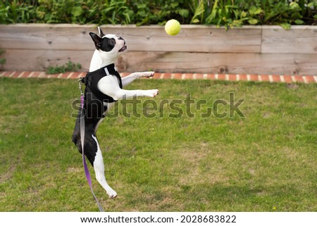 Boston Terrier puppy playing outdoors, jumping for a tennis ball. The dog is wearing a harness and leash. 