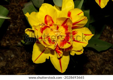 Closeup pictures of exclusive varieties of Tulip Flowers.