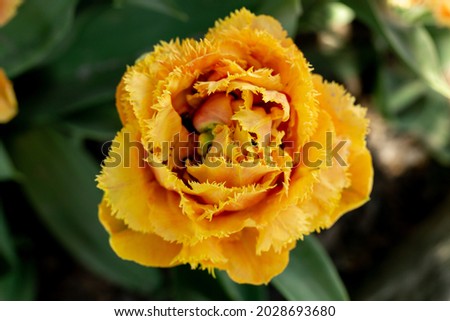 Closeup pictures of exclusive varieties of Tulip Flowers.