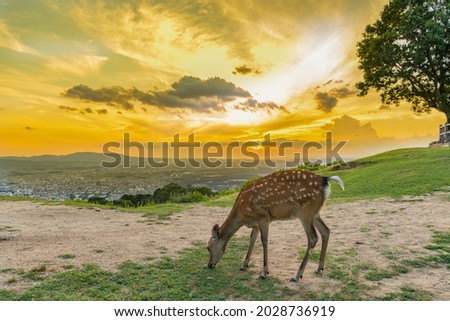 Deer on the top of Mount Wakakusa in the evening. Mount Wakakusa is located very close to Nara park, Nara prefecture in Japan. 