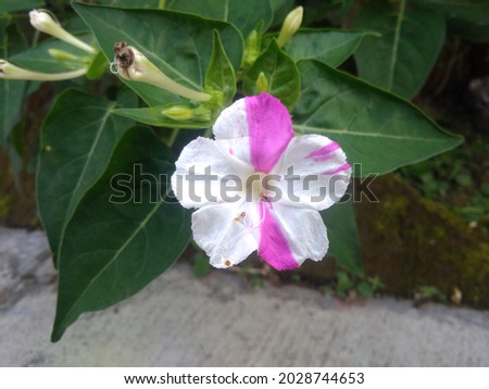 Plant Mirabilis jalapa four o'clock flower or marvel of Peru. They open in mid- to late afternoon and close again next morning.