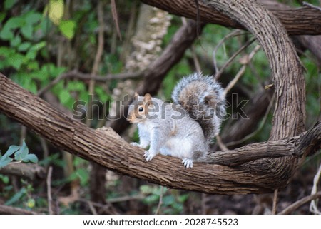 Squirrel on a tree  branch watching the camera 