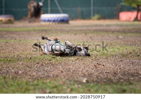 Happy dog plays in park