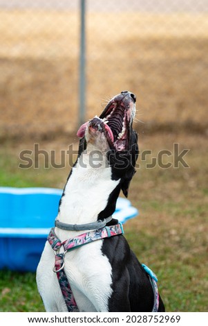 Laughing happy dog in sunlight outdoors