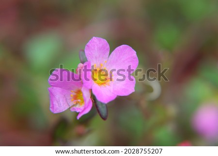 macro flower and leaf with blurred background 