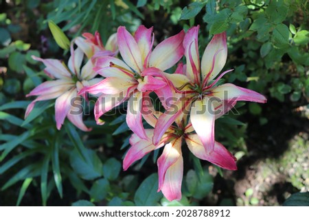 Yellow and pink color Asiatic Hybrids Lilium “Delicate Joy” flowers in a garden in June 2021. Idea for postcards, greetings, invitations, posters and Birthday decoration, background