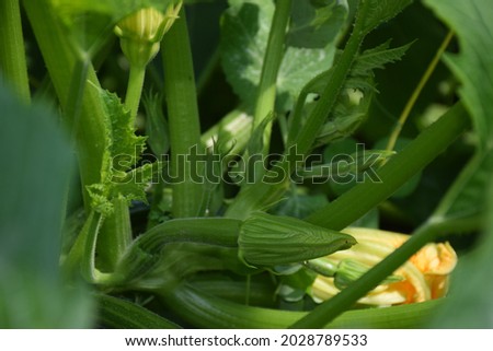 Zucchini growing in the garden on a sunny day. Stock Image 