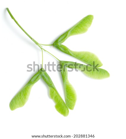 green maple seeds on white background