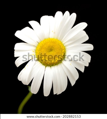 white daisy flower against black background