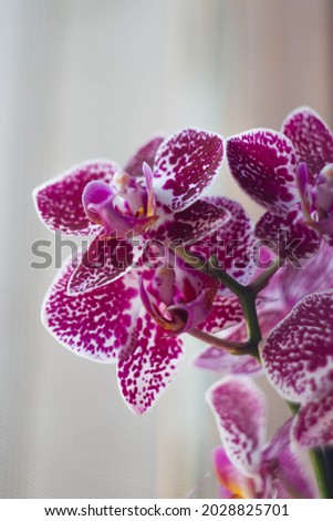 Macro picture of Rhynchostylis gigantea , Orchid flowering with pattern purple and white .Select focus on blur background.