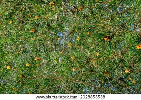 A background image of needles and flowers of pine.