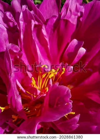 Close-up image of a pink peony flower with yellow stamens