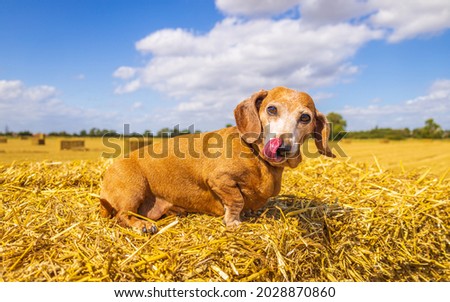 A Miniature Smooth Haired Dachshund enjoying resting in the sunshine on top of a hay bail, in a farmer's field.