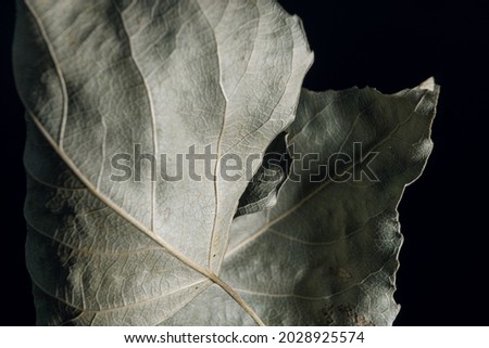Beautiful faded old one leaf o a black. Minimalism autumn style concept. Background pattern for design.