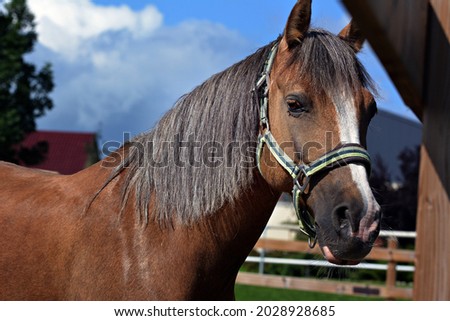 Beautiful horse behind the fence